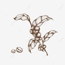 Check spelling or type a new query. Sketch Vintage Style Coffee Bean Plant Seed Sketch Vintage Style Coffee Beans Png Transparent Clipart Image And Psd File For Free Download
