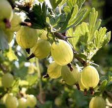 Maybe you would like to learn more about one of these? Stachelbeere Hinnonmaki Gelb Als Strauch Im C3ltr 3 4 Triebe Pflanzen Obstbaume Beerenobst Stachelbeeren