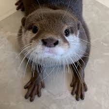 erina イカスタグラム on instagram 不満そうな顔だよ 葵さん do not use photos without permission コツメカワウソ カワウソ かわうそ otter otterlife otters otte otters animals ferret