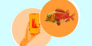 6 Catfishing Clues On Dating Apps Am I Being Catfished