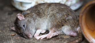 Da die ratte, wie auch mäuse, einen ausgeprägten putztrieb haben, lecken sie das gift von ihrem fell und verschlucken es somit. So Werden Sie Ratten Mause Und Unerwunschte Nager Im Garten Los Werkzeug Und Heimwerken