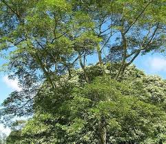 Image result for Albizia zygia
