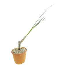 Image result for Trachyandra saltii