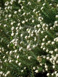 Image result for Phylica ericoides