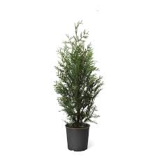 Fruit Tree Trees At Lowes Com