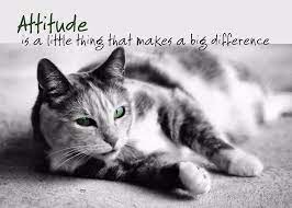 Attitude Cat Quotes Cats I Love Cats