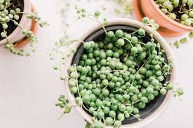 Image result for Senecio letouzeyanus