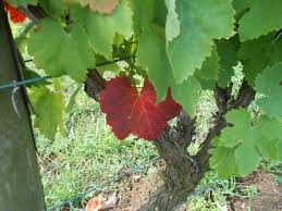 Image result for Pseudopeziza tracheiphila