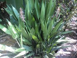 Image result for Dracaena aubryana