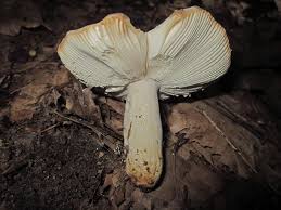 Image result for Russula perlactea