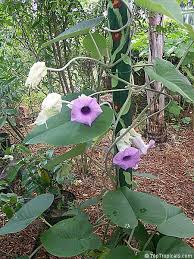 Image result for Argyreia nervosa