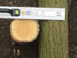 Trees And Their Bark Found In The Uk