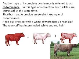 Type a, type b, type ab, and type o. Another Type Of Incomplete Dominance Codominance Ppt Download