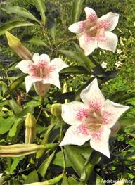 Image result for Vernonia longipedunculata