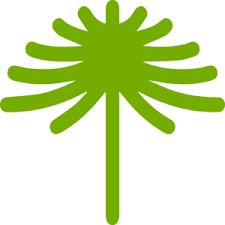 Image result for Myrica chimanimaniana