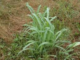 See full list on gardeningknowhow.com A Hot And Dry Mid Tenn Summer Brings Grassy Weeds To Many Lawns How You Can Prevent Them In The Future Williamson Source
