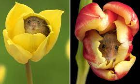 Check spelling or type a new query. Miles Herbert Photographs Harvest Mice Playing Among The Flowers Daily Mail Online