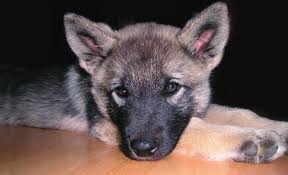 Image result for norský losí pes šedý