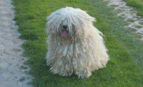 Image result for Komondor