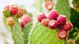 So it has lots of good nutrients. Prickly Pear Oil Uses And Benefits Marocmama