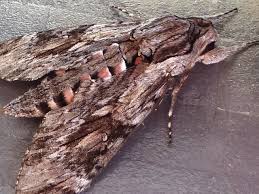 A good rule of thumb is to plant flowers that have a trumpet shape. Jardin Perdu Moths Plants To Attract Nocturnal Feeders Into The Garden