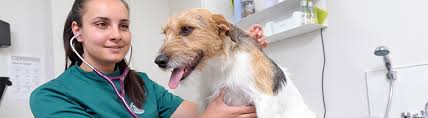 Pet euthanasia at home cost uk. Advice For Pet Owners About Euthanasia