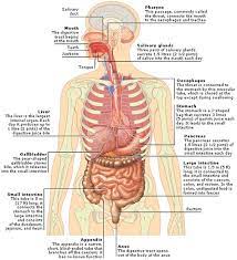 Medical Encyclopedia Structure And Function The Digestive System Digestive System Structure And Function Digestion