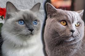 The american cat association recognized the british blue in 1967, the international cat association in 1979 and the cat fanciers association in 1980. Ragdoll Vs British Shorthair What S The Difference Pets Byte