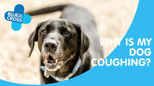 Loosely speaking, however, when a dog coughs, this really doesn't bring anything up, other than perhaps spraying some saliva or some mucus, which is usually quickly swallowed. Why Do Dogs Cough Dogs Coughing Blue Cross