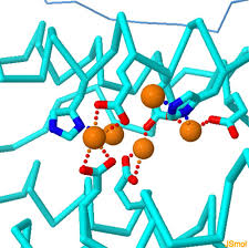 Image result for Transferrin