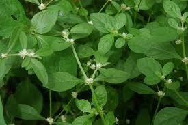 Image result for Alternanthera sessilis