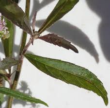 Image result for Ethulia conyzoides