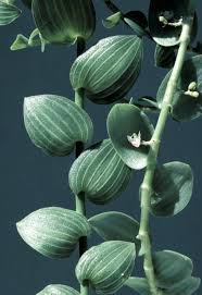 Image result for Aneilema zebrinum