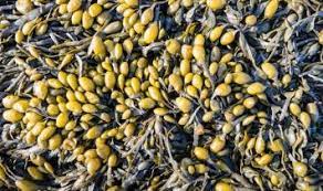 Maybe you would like to learn more about one of these? Bladderwrack Benefits Natural Health Guide
