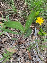 Image result for Dyschoriste albiflora