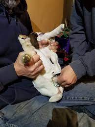 In canada, the saskatchewan society for the prevention of cruelty to animals (spca) is speaking out about the problem after a recent spate of cases in which pets were neutered using elastic bands. Boy Bands Are Back Banding Goats 101 Backyard Goats