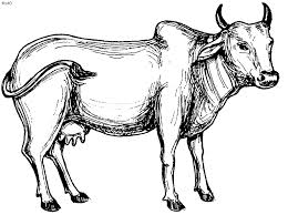 Cow Coloring Page Gif 800 597 Animal Drawings Pictures To Draw Cow Coloring Pages
