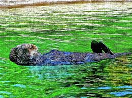 Put one together only to take it apart and solve it all over again, or transform your puzzle into art and frame it. Sea Otter In Oregon Coast Aquarium In Newport Oregon Puzzle For Sale By Ruth Hager