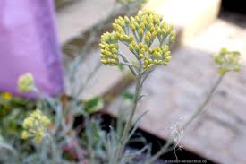 Pin Auf Garten