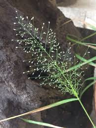 Image result for Eragrostis phyllacantha