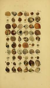 Index Testaceologicus Biodiversity Heritage Library Ocean Print Shell Art Scientific Illustration