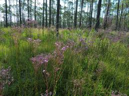 Image result for Xylopia odoratissima