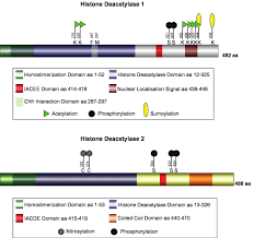 Functional Domains Of Hdac1 Hdac2 Proteins Schematic View Of The Human Download Scientific Diagram