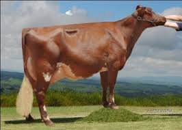 Black And White Cow Breeds Australia Aussie Reds Australian Red Dairy Breed Photo Gallery Dairy Breeds Breeds Photo