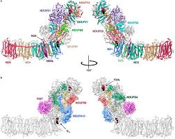 Image result for tbn:InRtqFneI1g0WM::kora.alhnuf.com/attachments/505d1265455719-%D9%83%D8%B1%D9%8A%D9%85-%D8%B2%D9%8A%D8%A7%D9%86%D9%8A-%D8%B5%D9%88%D8%B1