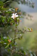 Image result for Hyperacanthus