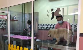 Our primary services are overnight boarding, daycare, and grooming, offering a wide selection of services catered to your pets individual needs. Cat Or Dog Grooming Clip And Dip Pet Grooming Groupon