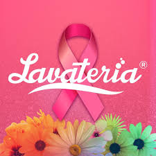 Lavateria Sidrolândia