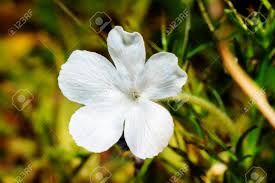 Image result for Rhamphicarpa