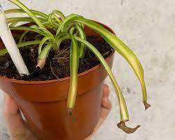 If the leaves on your spider plant continue to turn yellow, tip the plant out of its pot to check its roots. Why Is My Spider Plant Dying And How To Bring It Back To Life My Little Jungle